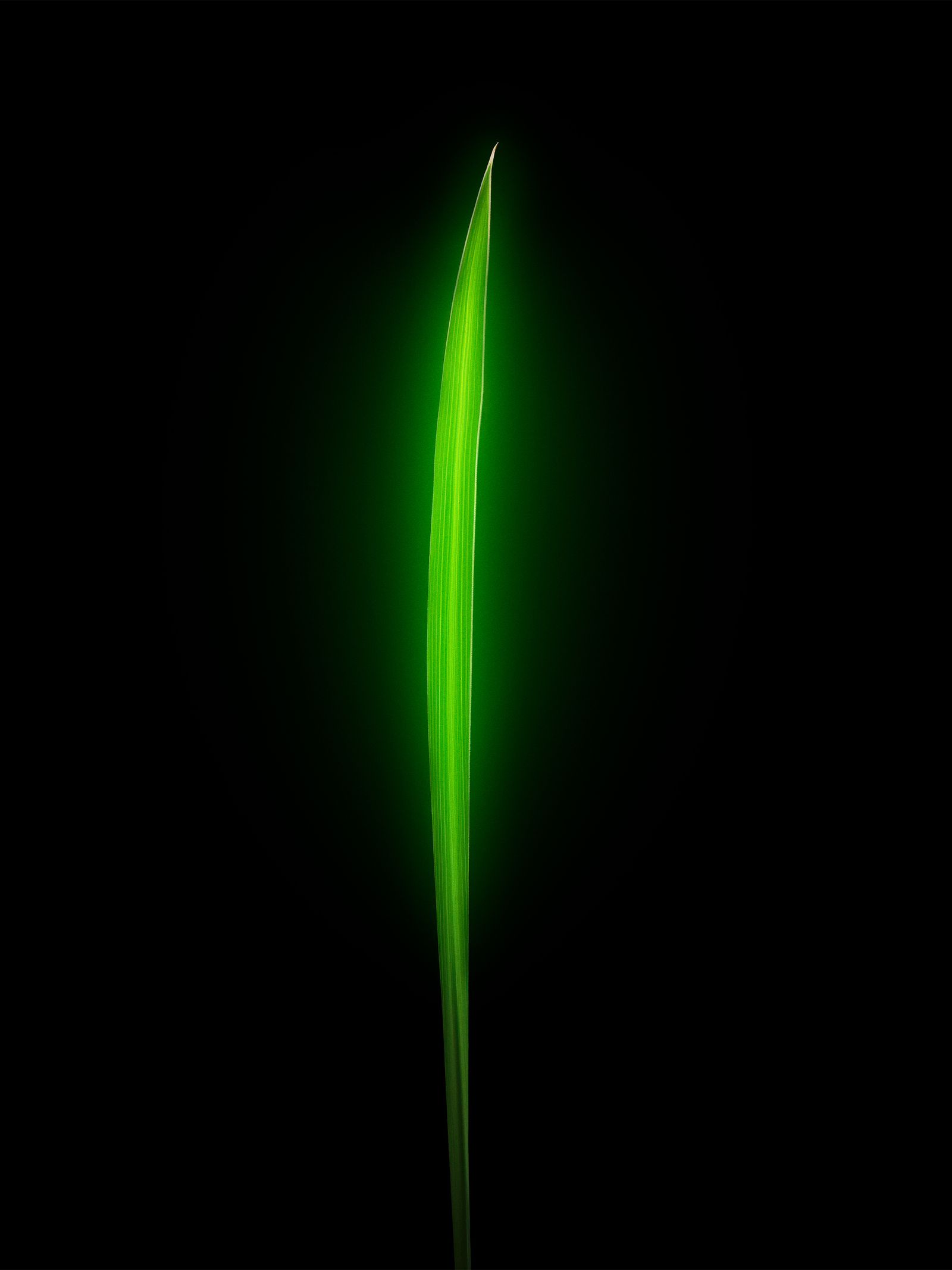 A blade of grass.