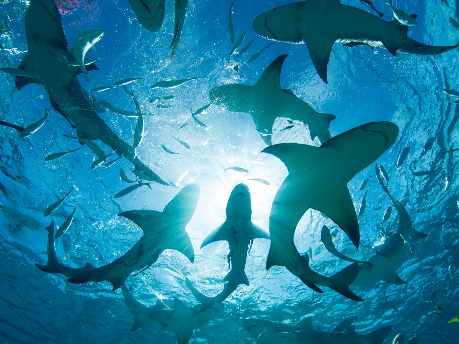 Other Sharks in Your Area
